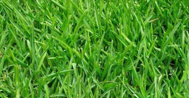 Comment avoir une pelouse verte et dense ?