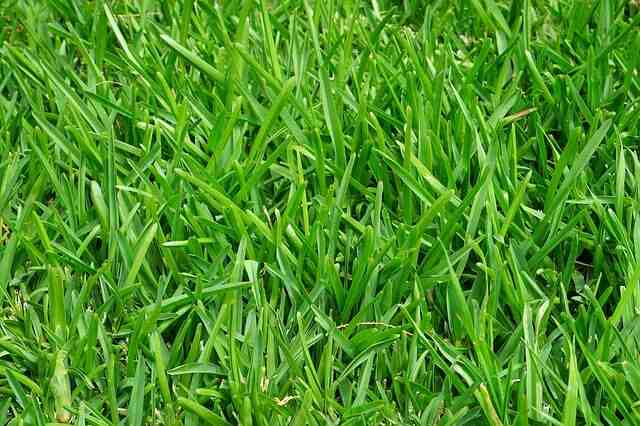 Comment avoir une pelouse verte et dense ?